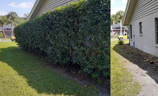 hedge trimming company in buckinghamshire